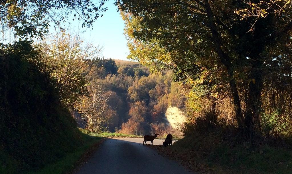 Una Chicca Nelle Langhe Villa Dogliani Buitenkant foto